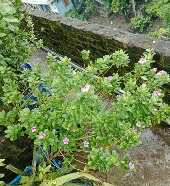গাছ,বীজ ও কাটিং বিক্রি হবে