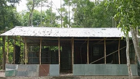 মোটা সিরিজ (রেন্ডি) গাছ বিক্রি হবে