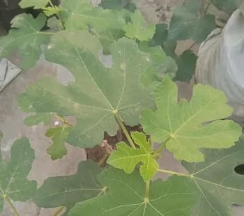 ত্বীন ফলের চারা বিক্রি