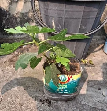 আমেরিকান হানি ড্রপ ত্বিন ফল এর গাছ