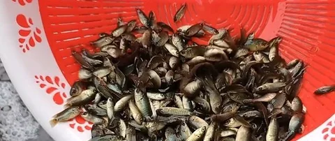 কৈ মাছের পোনা
