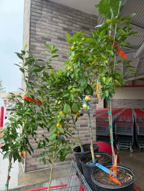 Fruits trees