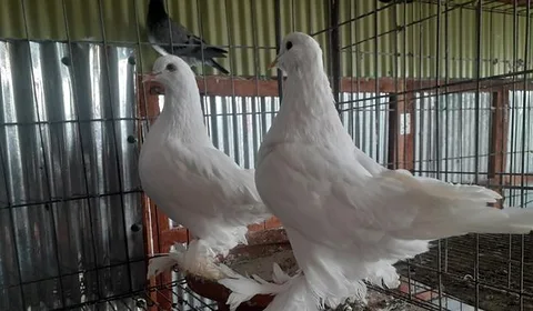 রোমাগনল কবুতর বিক্রি