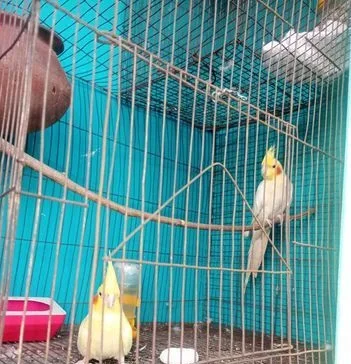 ভালো কোয়ালিটির কোকাটেল