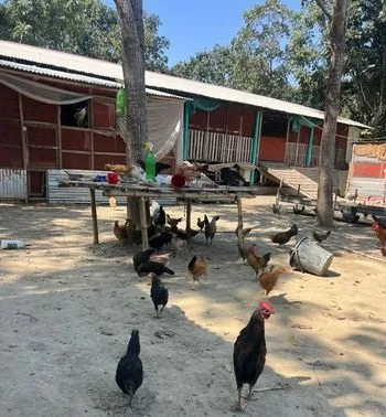দেশি মুরগী
