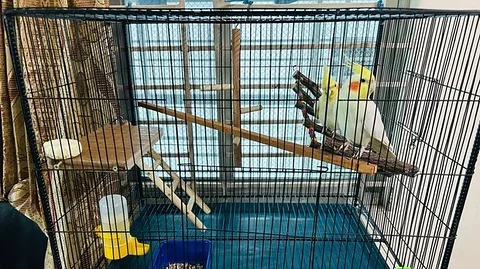 Adult Tame Cockatiel Birds Pair