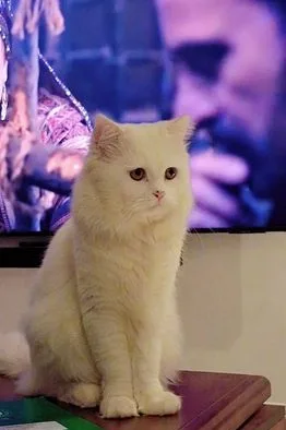 Persian Cat