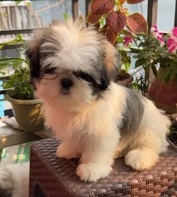 pure Shihtzu breed puppy