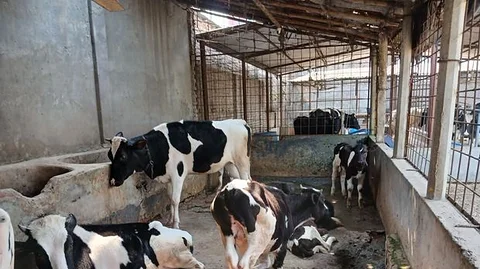 Milking Cow with calf will be sold.