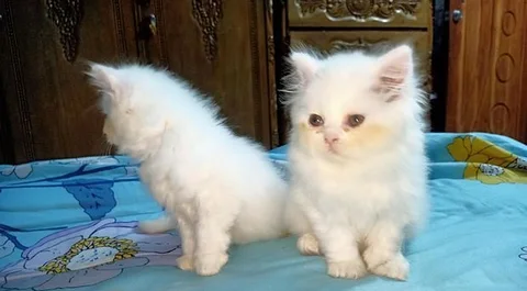 Punch Face  Cat