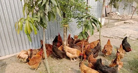 টাইগার মুরগী