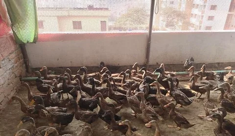 হাঁস