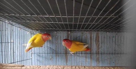 Master Pair Bird