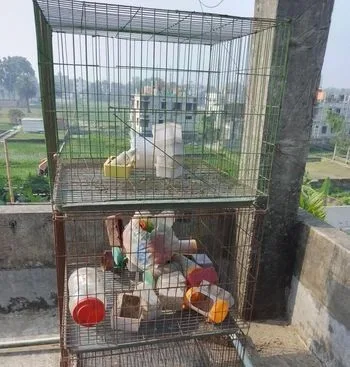 কবুতরের খাঁচা