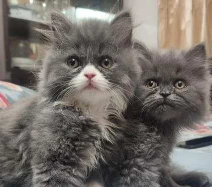 Pure Persian Kitten