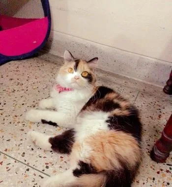Adult Calico Female