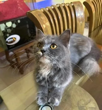 Adult Female Persian Cat