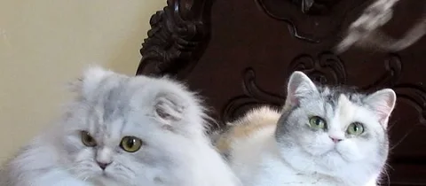 British shorthair Cat
