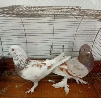 কবুতর