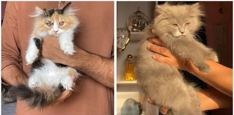 PURE PERSIAN CAT