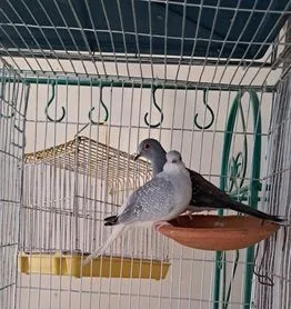 Running diamond dove