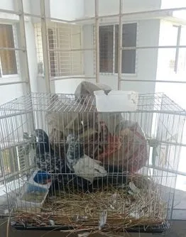 কবুতরের খাঁচা