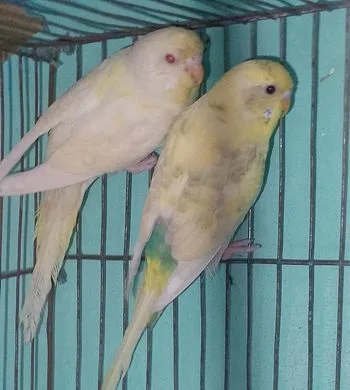 New adult bird