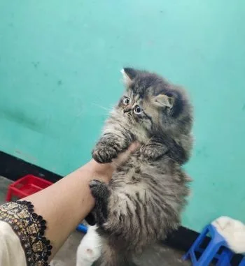 Persian Male