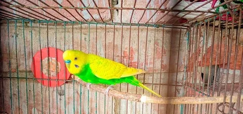 বাজিগর পাখি