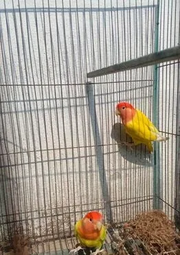 Adult love bird