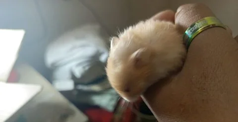 Hamster