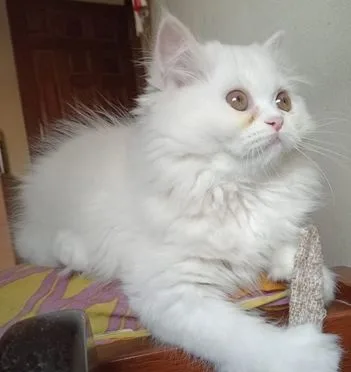 Persian Cat Male