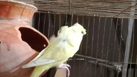 জাপানিজ বাজরিগার