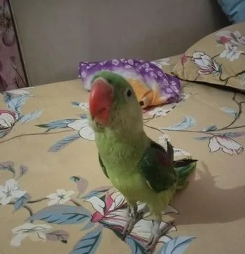 Alexandrine parrot