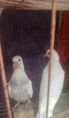 কবুতর
