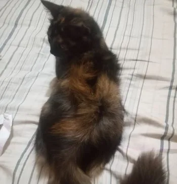 Persian Female cat