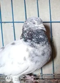 Running pair brid