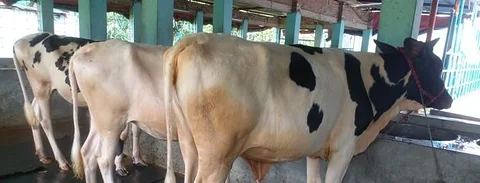 বাছাই কৃত ৩টি বকনা