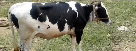 বকনা