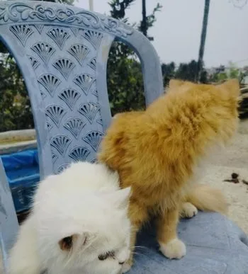 Parsiyan cat