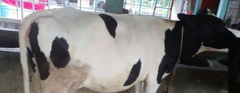 বকনা