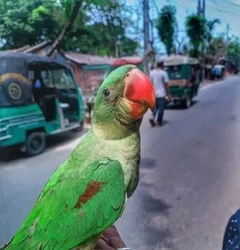 ইন্ডিয়ান রিংনেক