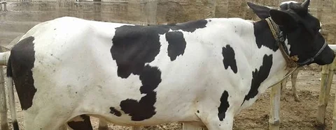 বকনা