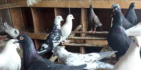 কবুতর বিক্রয় হবে