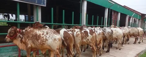 এড়ে বাছুর