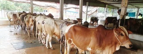 বাছুর বিক্রয়