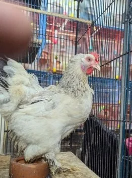 আমেরিকান ব্রাহামা মুরগি।