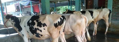 গাভী