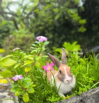 খরগোশ