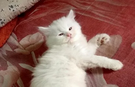 cat sell